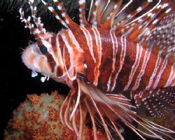 Lionfish taken with an Olympus Camedia with built in flas... by Anna Wright 